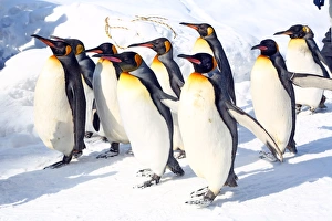 Penguin Walk at Asahiyama Zoo in Asahikawa, Japan