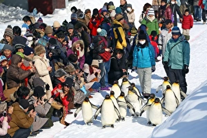 Penguin Walk at Asahiyama Zoo in Asahikawa, Japan