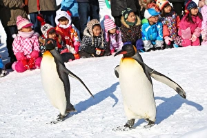 Penguin Walk at Asahiyama Zoo in Asahikawa, Japan