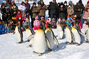 Penguin Walk at Asahiyama Zoo in Asahikawa, Japan