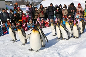 Penguin Walk at Asahiyama Zoo in Asahikawa, Japan