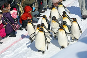 Penguin Walk with walking Penguins at Asahiyama Zoo, Japan Penguin Walk with walking Penguins at Asahiyama Zoo, Japan