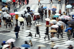 People carrying umbrellas in the rain walking across the pedestrian crossing in Shibuya, Tokyo, Japan People carrying umbrellas in the rain walking across the pedestrian crossing in Shibuya, Tokyo, Japan