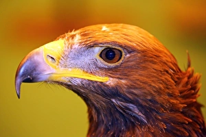 Portrait of a Golden Steppe Eagle at the London Pet Show 2013 Portrait of a Golden Steppe Eagle at the London Pet Show 2013