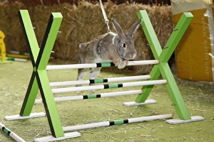 Rabbit Hurdling at the London Pet Show 2011