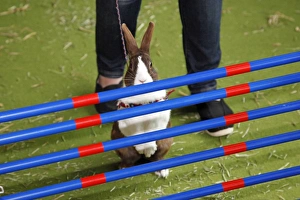 Rabbit Hurdling at the London Pet Show 2011