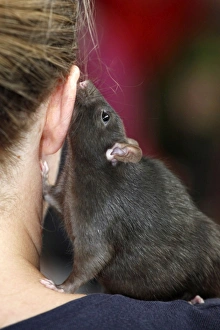 London Pet Show 2011