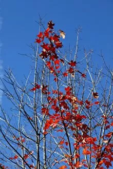Images Dated 17th October 2012: Red leaves on trees in during the Fall season of Autumn
