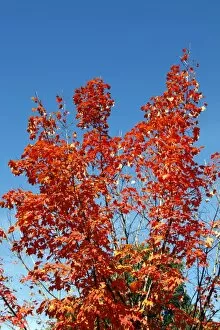 Autumn Collection: Red leaves on trees in during the Fall season of Autumn