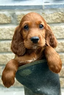 Editor's Picks: Red Setter Puppy in a boot