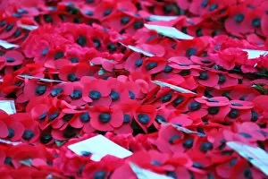 Images Dated 11th November 2012: Remembrance Day poppies at the Cenotaph, London