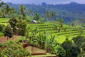 Bali, Indonesia Collection: Rice terraces in Mekarsari, Bali, Indonesia