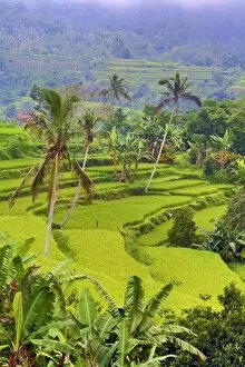 Bali, Indonesia Collection: Rice terraces in Mekarsari, Bali, Indonesia