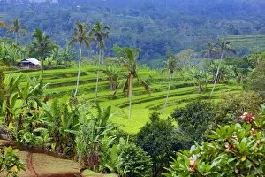 Bali, Indonesia Collection: Rice terraces and palm trees in Mekarsari, Bali, Indonesia