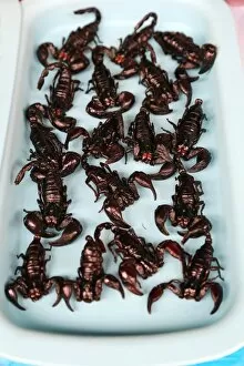 Images Dated 4th December 2012: Scorpion food snacks at Pattaya Floating Market in Pattaya, Thailand