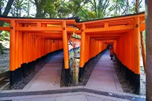 Kyoto, Japan Collection: Senbon Torii, tunnels of red torii gates, at Fushimi Inari Shinto shrine in Kyoto, Japan