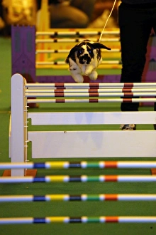 Show-jumping rabbit from Sweden at the London Pet Show 2013