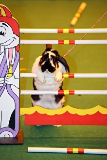 Show-jumping rabbit from Sweden at the London Pet Show 2013