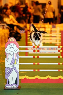 Show-jumping rabbit from Sweden at the London Pet Show 2013