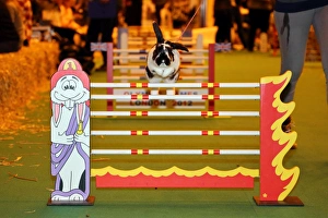 Show-jumping rabbit from Sweden at the London Pet Show 2013
