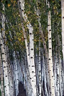 Images Dated 28th September 2011: Silver Birch tree trunks
