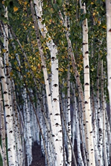 Silver Birch tree trunks