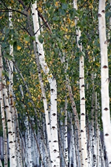 Silver Birch tree trunks