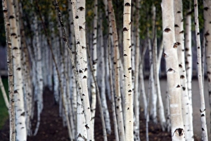 Silver Birch tree trunks