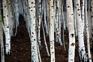 Images Dated 2011: Silver Birch tree trunks