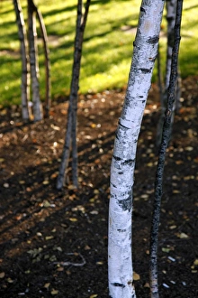 Silver Birch tree trunks