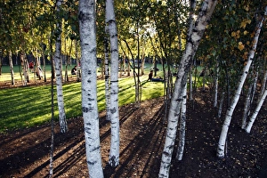 Silver Birch tree trunks