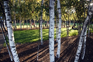 Silver Birch tree trunks