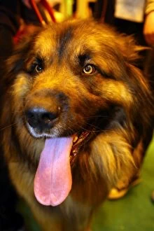 London Pet Show Collection: Simba the Leonberger dog, winner of Top Dog Model, at the London Pet Show 2013