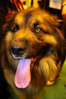 Simba the Leonberger dog, winner of Top Dog Model, at the London Pet Show 2013 Simba the Leonberger dog, winner of Top Dog Model, at the London Pet Show 2013