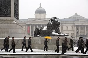 Images Dated 20th January 2013: Snow on a lion in Trafalgar Square, Londo