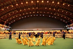 Southern Golden Retriever Display Team dog display at the London Pet Show 2013 Southern Golden Retriever Display Team dog display at the London Pet Show 2013
