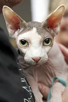 Images Dated 7th May 2011: Sphynx cat at the London Pet Show 2011