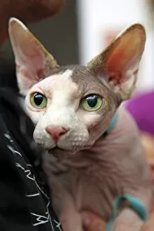 London Pet Show Collection: Sphynx cat at the London Pet Show 2011
