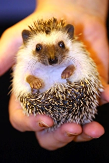 Splinter the 8 week old hand-reared Hedgehog at the London Pet Show 2013 Splinter the 8 week old hand-reared Hedgehog at the London Pet Show 2013