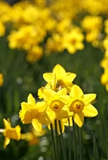 Spring Collection: Spring Daffodils