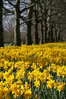 Spring Collection: Spring Daffodils
