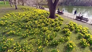 Images Dated 11th March 2017: Spring Daffodils in St. James Park, London