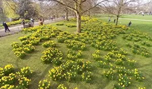 Spring Daffodils Collection: Spring Daffodils in St. James Park, London