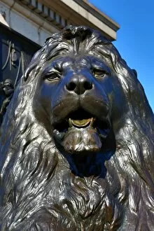 Images Dated 29th March 2014: Statue of lion beneath Nelsons Column in Trafalgar Square, London, England