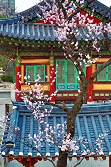 Images Dated 27th March 2016: Traditonal Korean building and cherry blossom at Bongeunsa Temple at sunset in Seoul