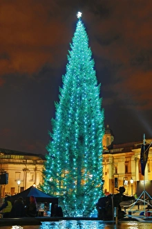 Trafalgar Square Christmas Tree lights switched on, London, England Trafalgar Square Christmas Tree lights switched on, London, England