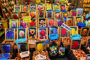 Tulip Bulb souvenirs at the Flower Market in Amsterdam, Holland Tulip Bulb souvenirs at the Flower Market in Amsterdam, Holland