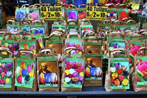 Images Dated 6th June 2016: Tulip flowers bulbs on sale in the flower market in Amsterdam, Holland