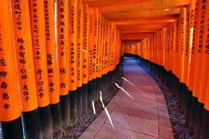 Kyoto, Japan Collection: Tunnel of red torii gates, Fushimi Inari shrine, Kyoto, Japan