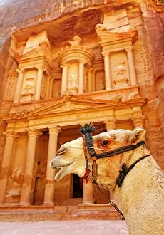 Images Dated 17th October 2016: View of the Treasury, Al-Khazneh, with camels, Petra, Jordan